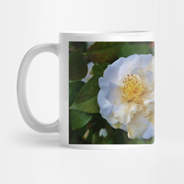 Camellia Bloom by Cynthia48